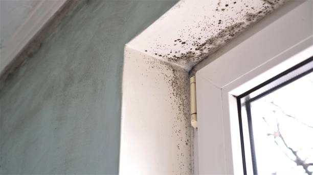 Certified Mold Removal in Cortland West, NY