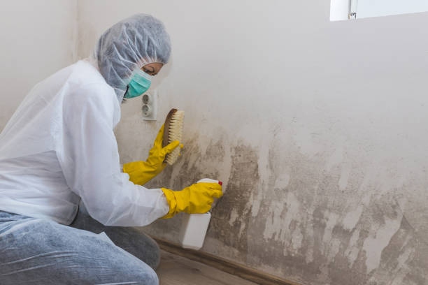 Best Mold Cleaning Services  in Cortland West, NY