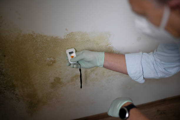 Best Commercial Mold Removal  in Cortland West, NY