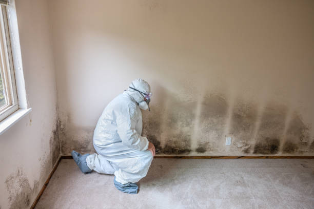 Best Fast Mold Removal  in Cortland West, NY