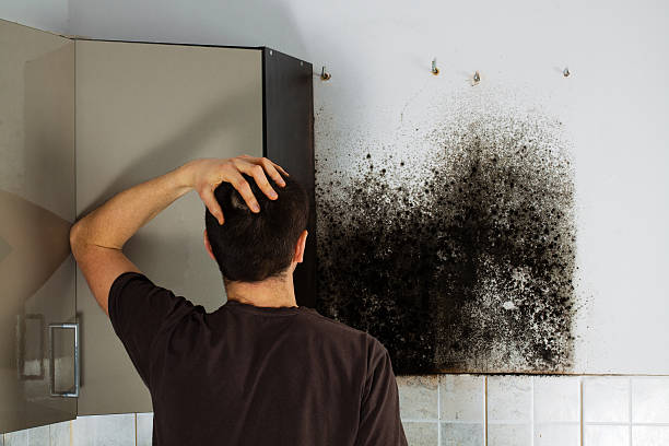 Best Toxic Mold Removal  in Cortland West, NY