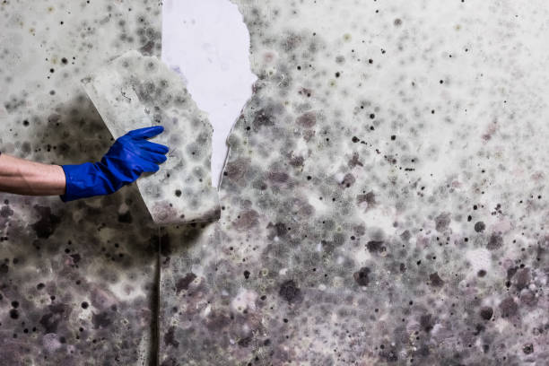 Best Mold Removal Near Me  in Cortland West, NY