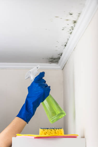 Professional Mold Removal in Cortland West, NY