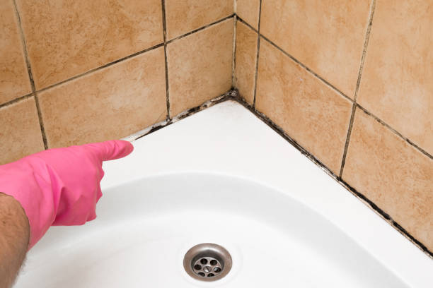 Best Mold Removal Company Near Me  in Cortland West, NY